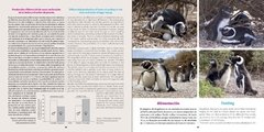 PINGÜINO DE MAGALLANES: Embajador de la Patagonia on internet