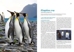 Pingüinos: Historia Natural y Conservación - comprar online