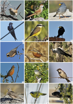 Libro de Figuritas de Aves del Centro de Argentina