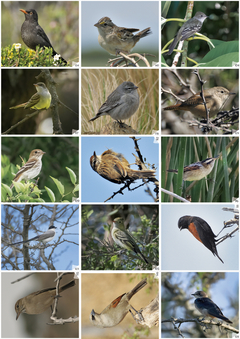 Libro de Figuritas de Aves del Centro de Argentina on internet