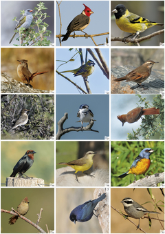 Libro de Figuritas de Aves del Centro de Argentina - La Biblioteca del Naturalista