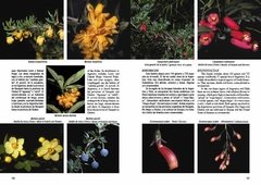 Image of Plantas de la Patagonia / Plants of Patagonia