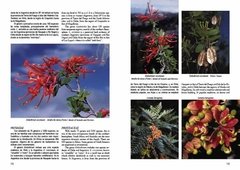 Plantas de la Patagonia / Plants of Patagonia - buy online