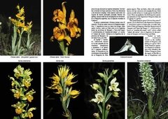 Plantas de la Patagonia / Plants of Patagonia on internet