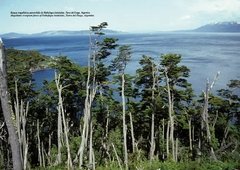 Plantas de la Patagonia / Plants of Patagonia en internet