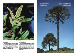 Plantas de la Patagonia / Plants of Patagonia - online store