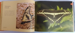 MARIPOSAS SOLARES Y LUNARES DE LA ARGENTINA - tienda online