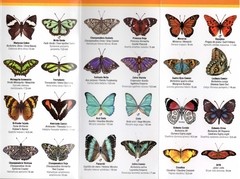 21Guía de Bolsillo - IGUAZÚ Mariposas y otros insectos - La Biblioteca del Naturalista