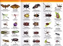 21Guía de Bolsillo - IGUAZÚ Mariposas y otros insectos en internet