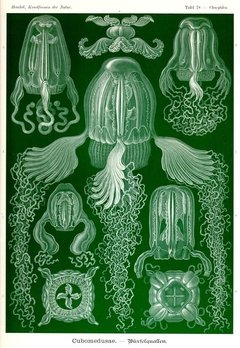 Láminas- Ilustraciones Científicas de Ernst Haeckel x 28 Unidades - buy online