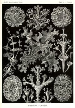 Láminas- Ilustraciones Científicas de Ernst Haeckel x 28 Unidades en internet