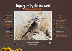 Libro de Figuritas Aves de la Provincia de Buenos Aires en internet