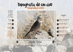 Libro de Figuritas de Aves del Centro de Argentina en internet