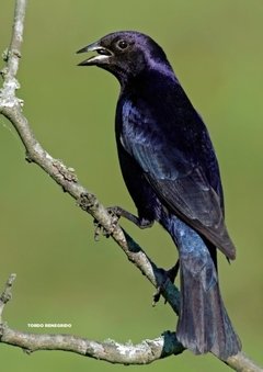 Libro: Aves Argentinas 30 especies emblemáticas de nuestro país - online store