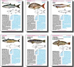 Libro: PECES DE ARGENTINA - Aguas Marinas / FISHES OF ARGENTINA - Marine Waters - buy online