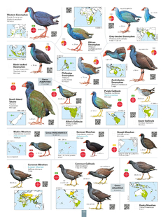 ALL THE BIRDS OF THE WORLD - buy online