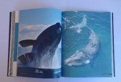 La Profundidad de las Ballenas - online store