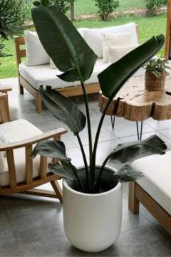 Maceta Aloe - Alegra Deco & Garden | Alegra tu espacio