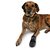 Botas Protectoras Para heridas WALKER CARE, de Trixie - Maninas Pet Boutique