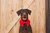 gravata de bolinhas vermelha para cachorro