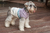 Roupa de Inverno Pet - LOVELY - comprar online