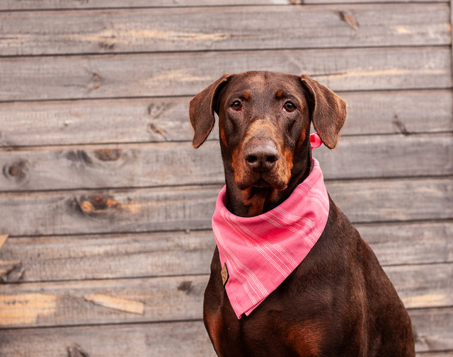 Bandana pet outlet
