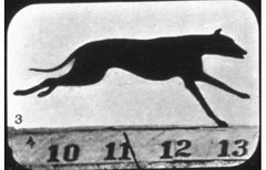 Muybridge 48 páginas en internet