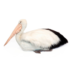 pelicano-120-hansa