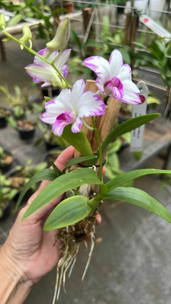Dendrobium Star white (importado) - loja online