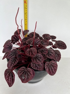 Peperomia caperata ‘Luna red’ - loja online