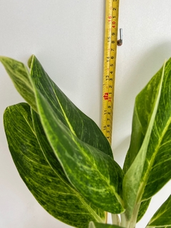 Aglaonema queem - comprar online