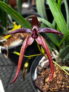 Bulbophyllum meen garuda