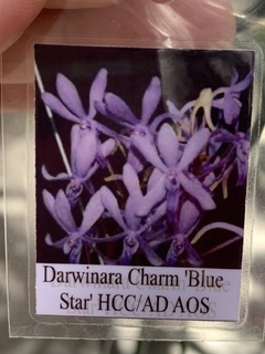 Darwinara Charm Blue Star (adulta e mini) - Orquideomania - A Melhor loja para comprar Orquídeas online.