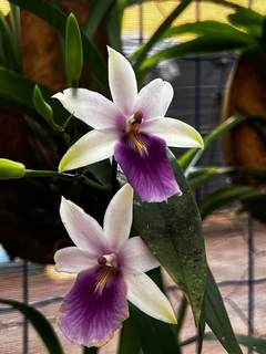 Orquídea Miltonia regnellii