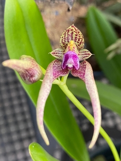 Bulbophyllum Kalimpong shan - loja online