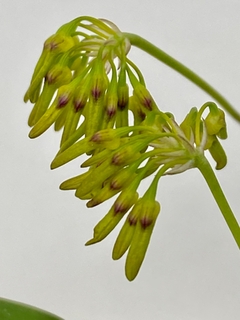 Bulbophyllum tigridum (importado e adulto)