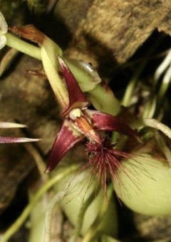 Orquídea Bulbophyllum barbigerum