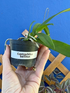 Gastrochilus bellinus - loja online