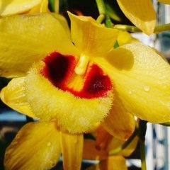 Dendrobium Gatton Sunray