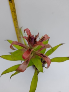 Tilandsia Leibodiana - Orquideomania - A Melhor loja para comprar Orquídeas online.