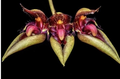 Orquidea Bulbophyllum pingtungense