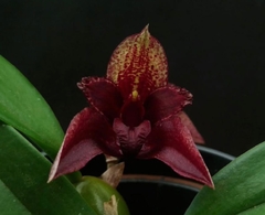 Bulbophyllum Cruentum x frostii
