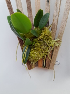 Bulbophyllum frostii na internet