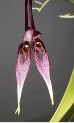 Orquídea Bulbophyllum biflorum