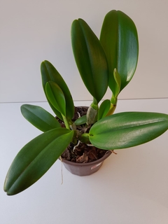 Blc. Turandot "Guaxupé"