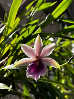 Orquídea Miltonia regnellii - comprar online