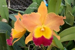 Orquídea Pot exotic dream x blc chyong guu “ta-hsin” 340