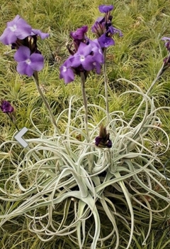 tillandsia streptocarpa lira