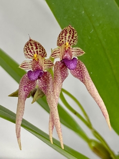 Bulbophyllum Kalimpong shan - Orquideomania - A Melhor loja para comprar Orquídeas online.
