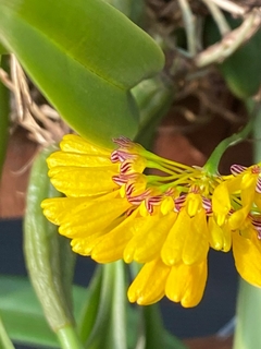 Bulbophyllum tigridum na internet